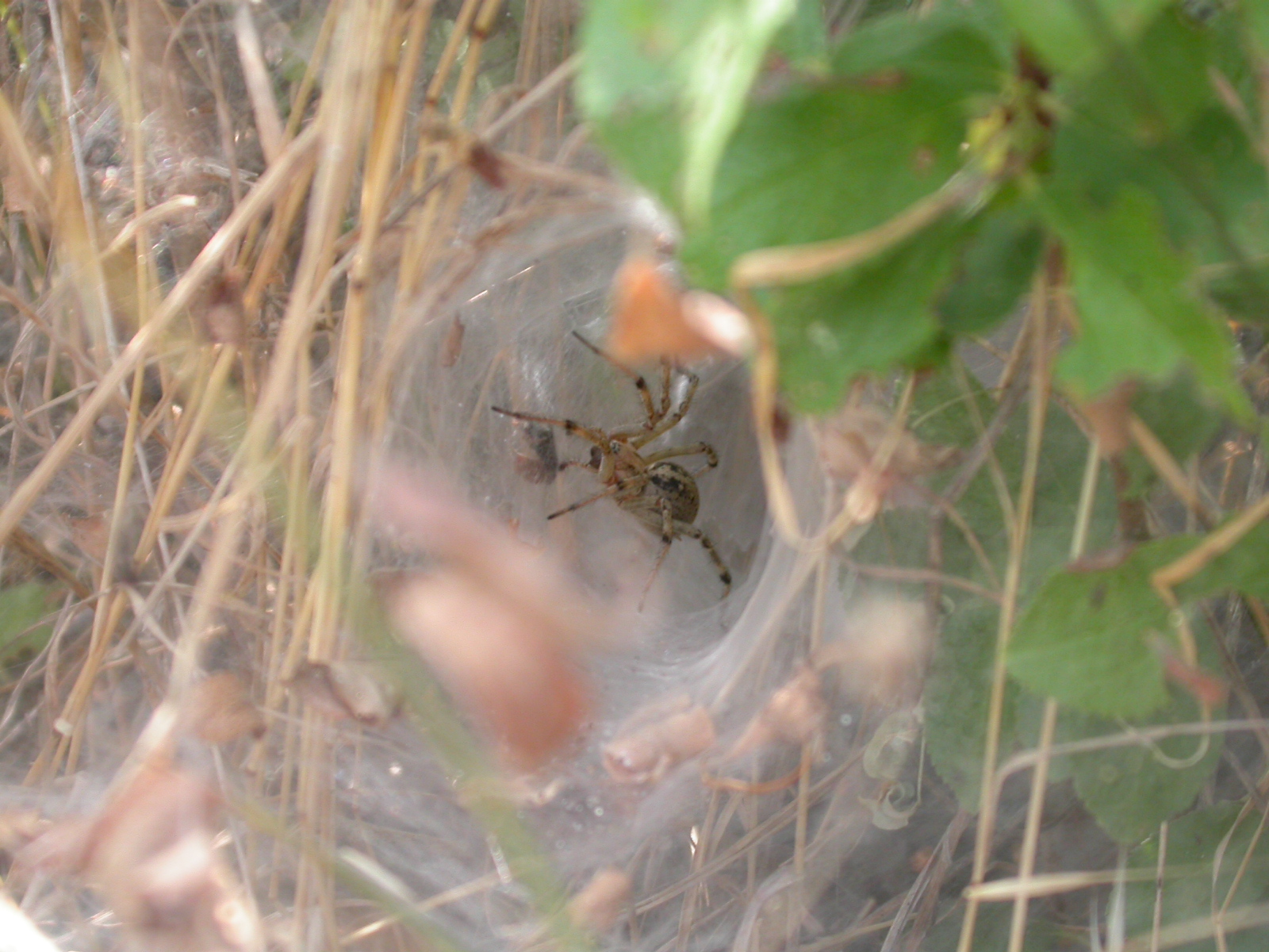 Huni ağ örümceği - Agelena labyrinthica (Clerck,1757)